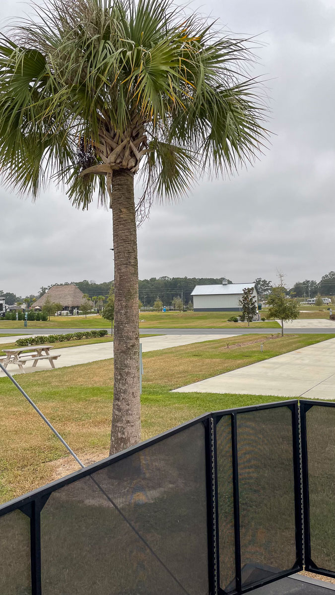 IMG_3029_2023-11-12 Ocala, FL