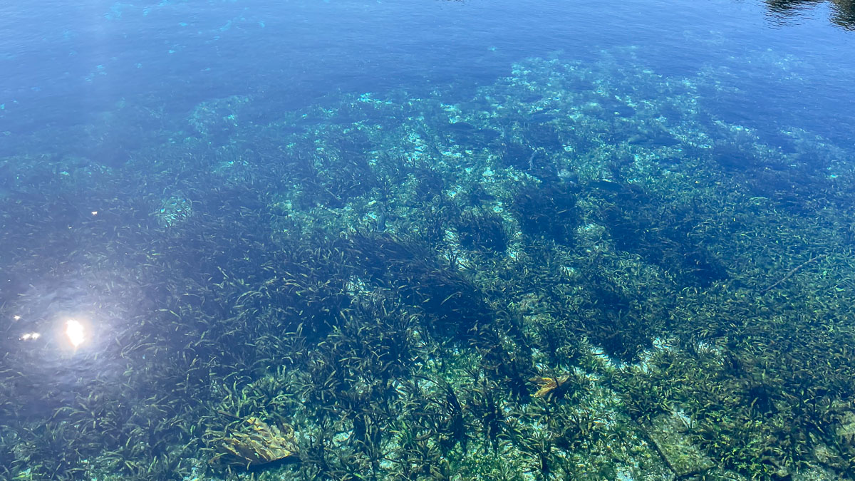 IMG_3056_2023-11-12 Ocala, FL