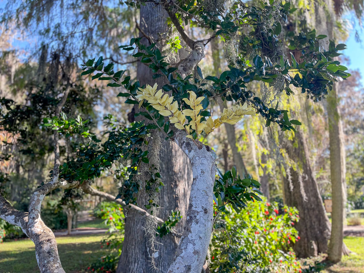 IMG_3063_2023-11-12 Ocala, FL