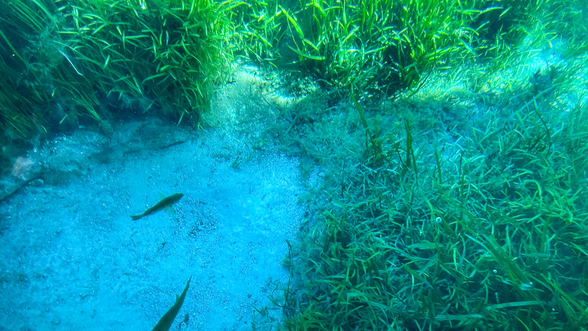 IMG_3070_2023-11-12 Ocala, FL