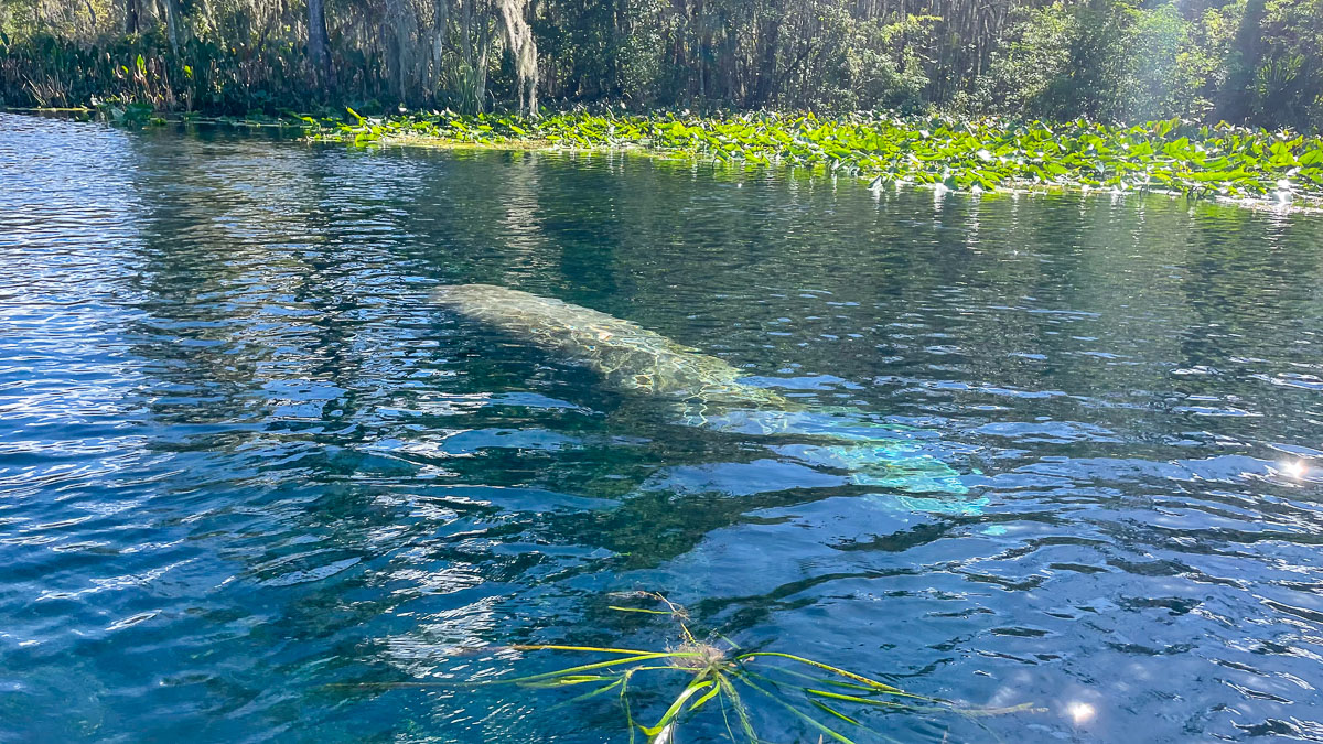 IMG_3087_2023-11-12 Ocala, FL