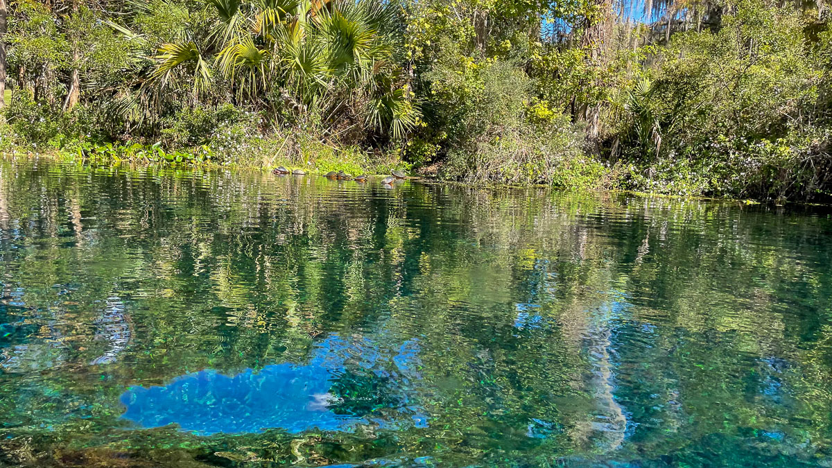 IMG_3094_2023-11-12 Ocala, FL