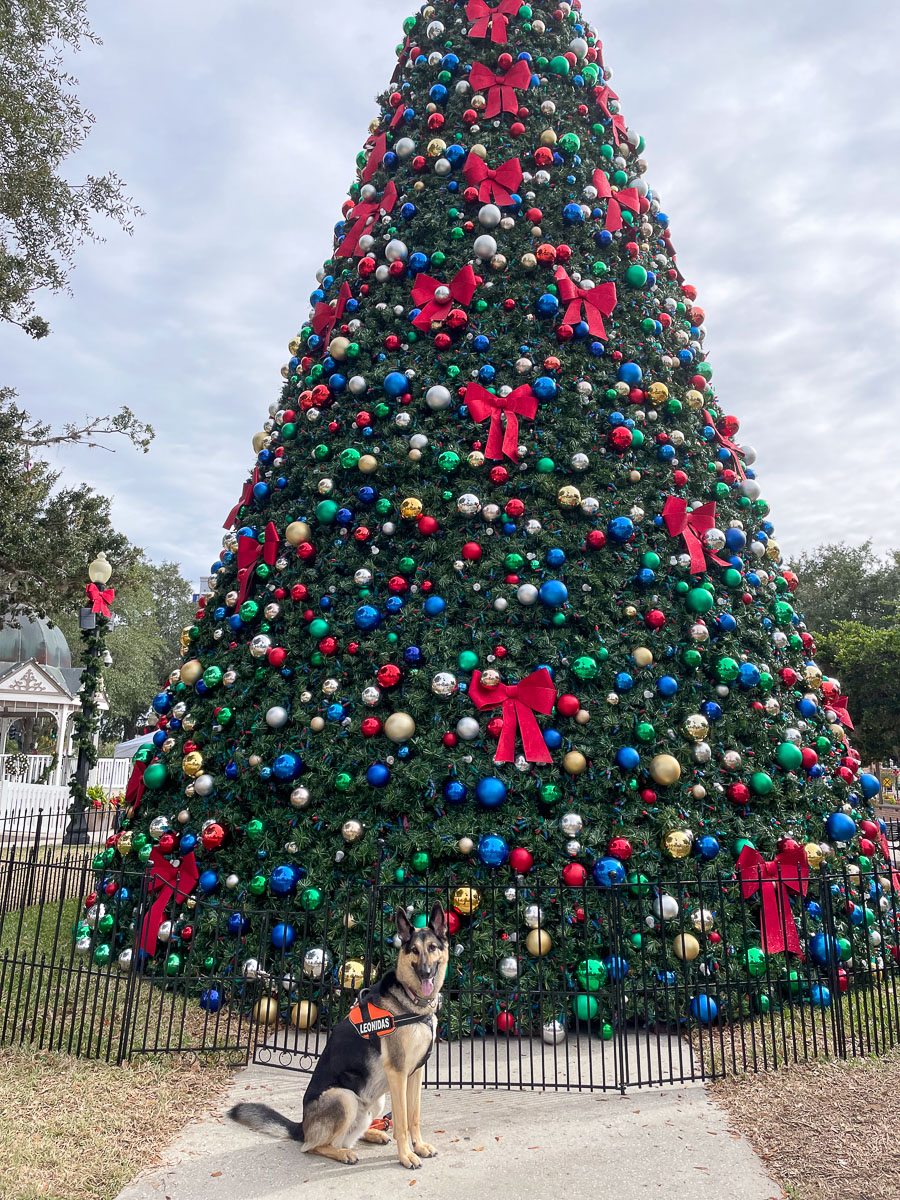 IMG_3162_2023-11-12 Ocala, FL