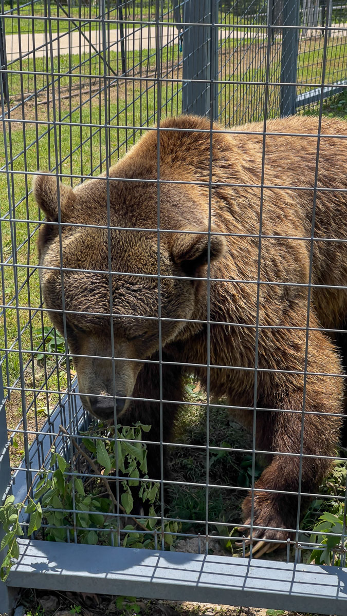 IMG_7767_2023-05-14 Eureka Springs, AR