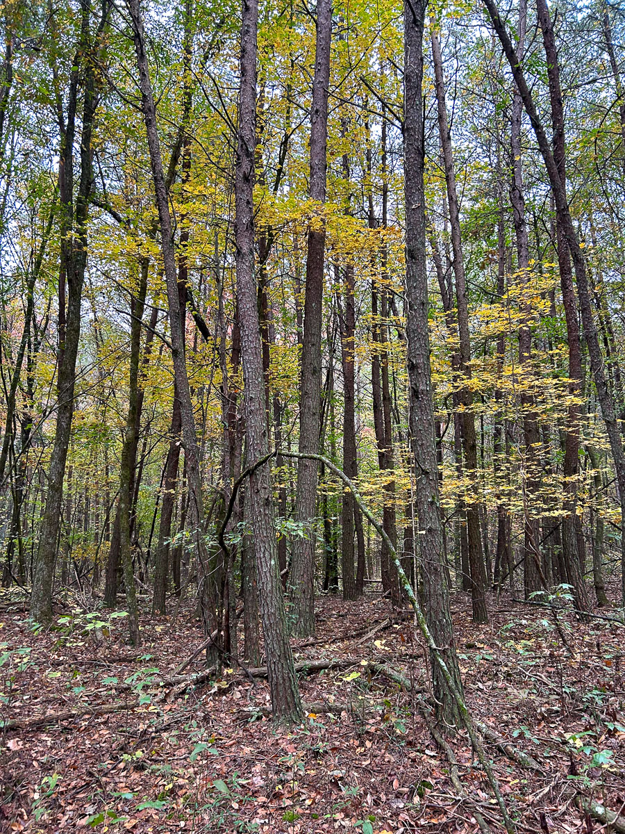 IMG_0300_2024-10-01 Ocoee TN