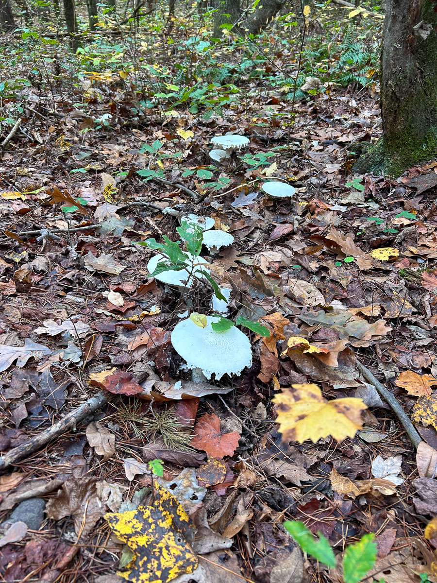 IMG_0304_2024-10-01 Ocoee TN