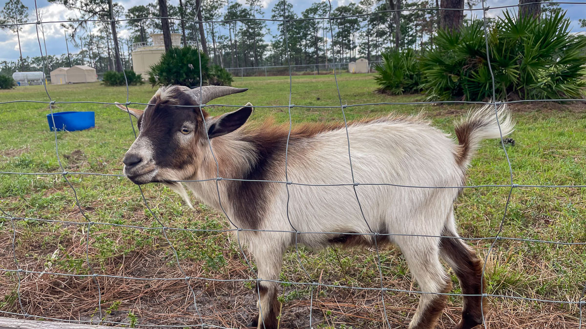 IMG_3185_2024-01 Lake Wales FL