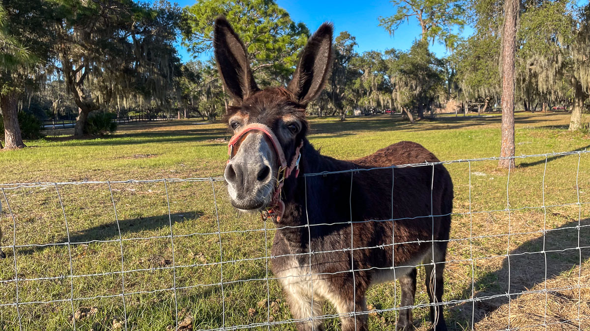 IMG_3292_2024-01 Lake Wales FL