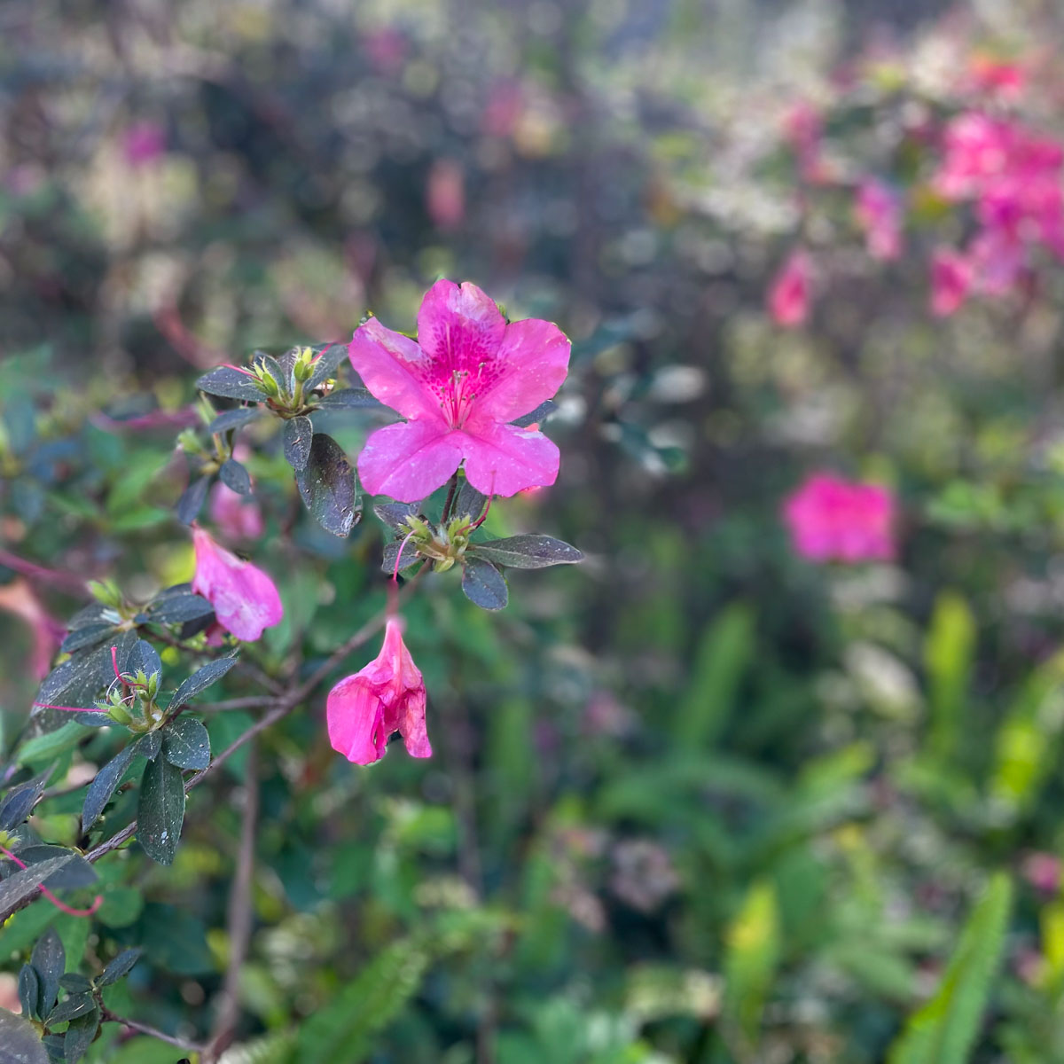 IMG_3767_2024-03 Ocala FL