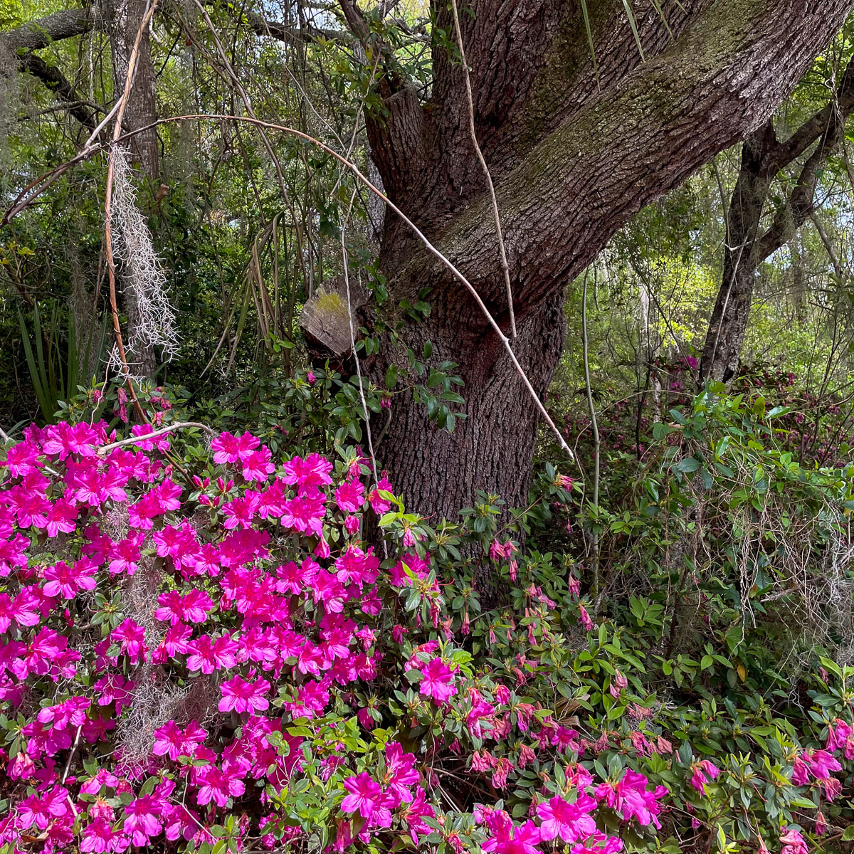 IMG_3769_2024-03 Ocala FL