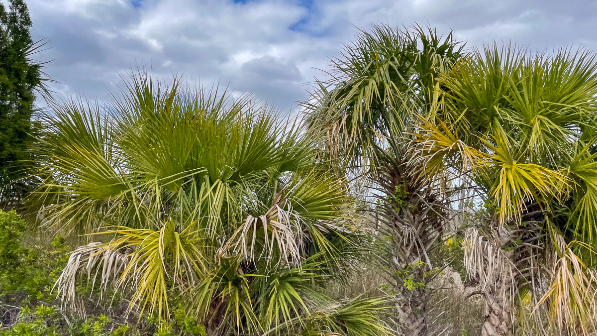 IMG_3836_2024-03 Ocala FL