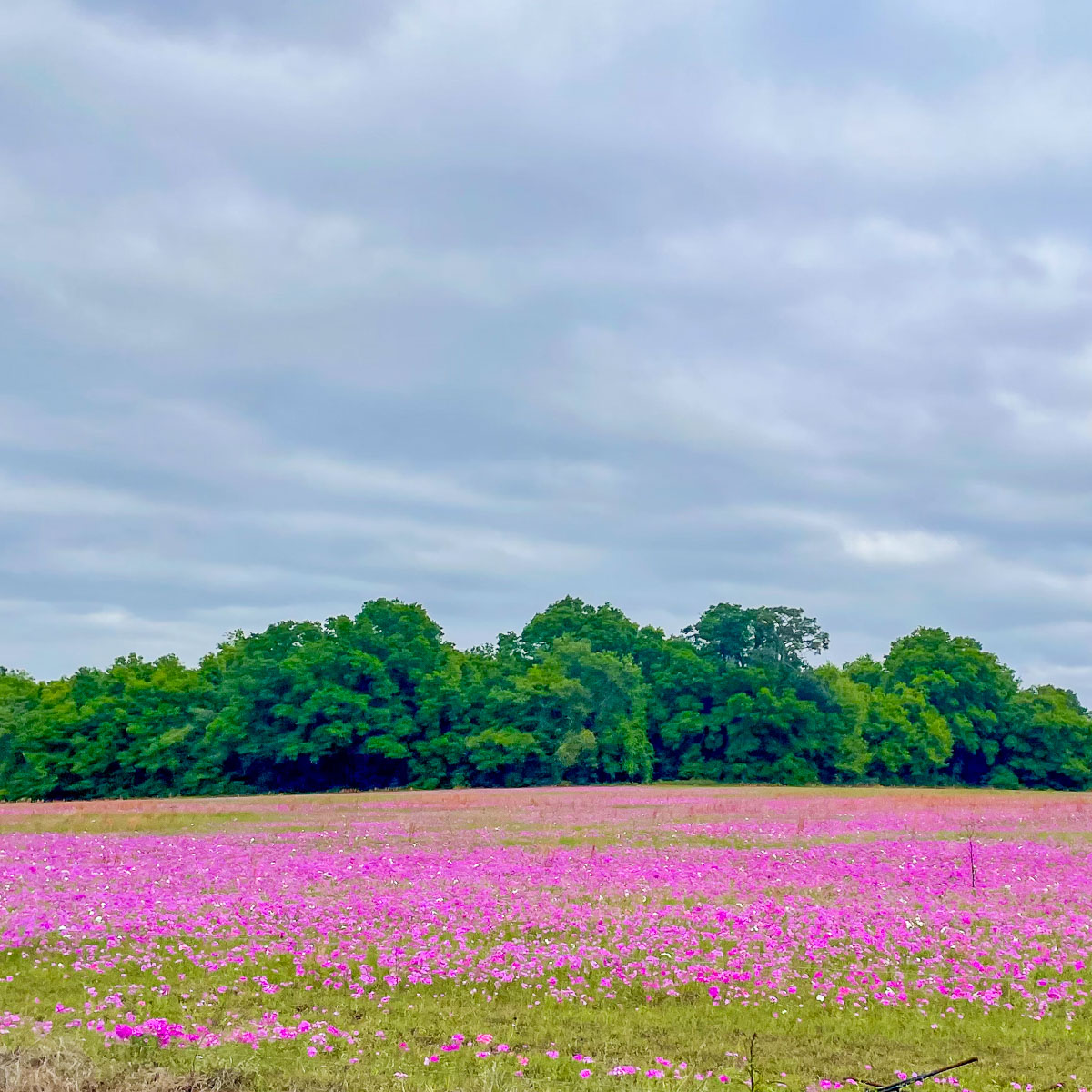 IMG_3844_2024-03 Ocala FL