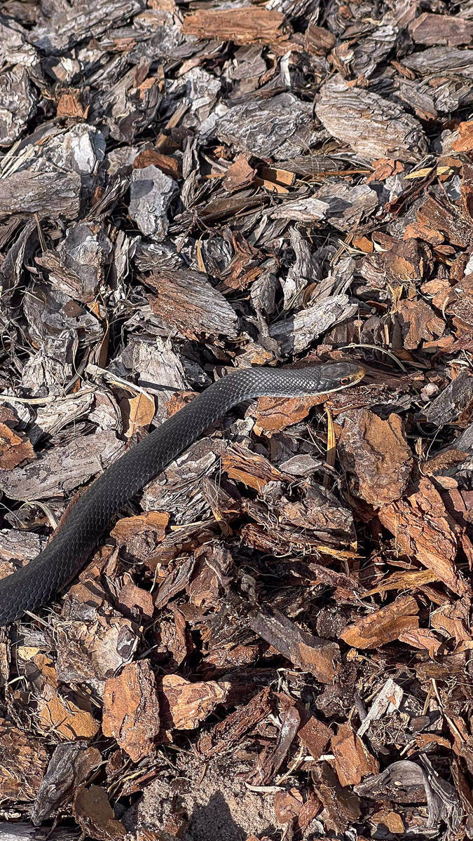 IMG_8711_2024-01 Lake Wales FL