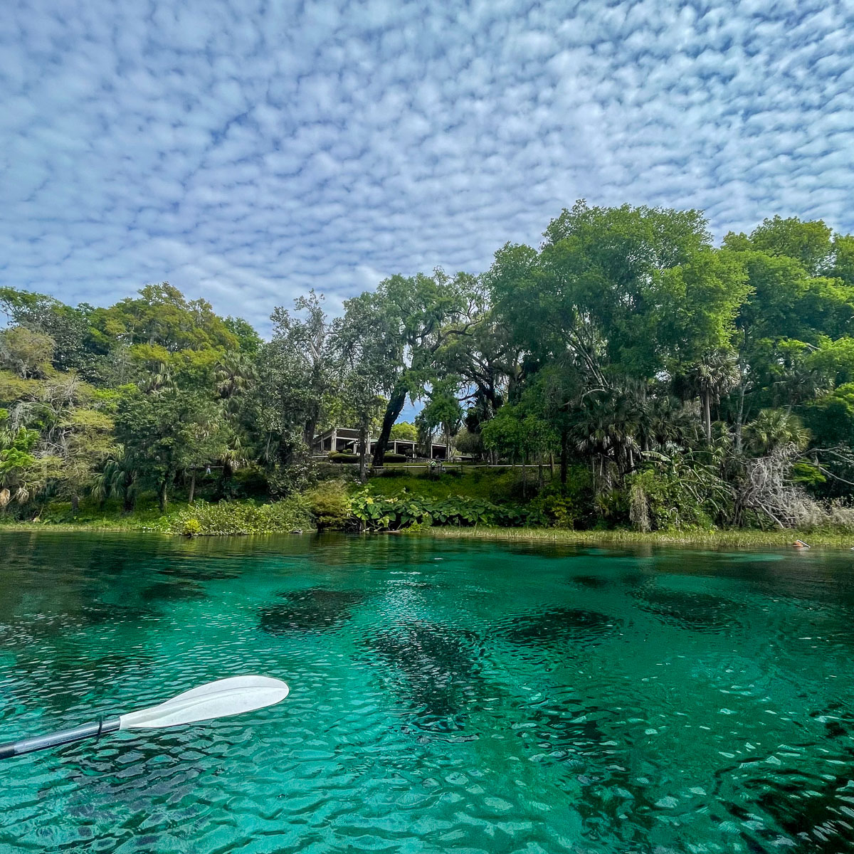 IMG_8799_2024-03 Ocala FL