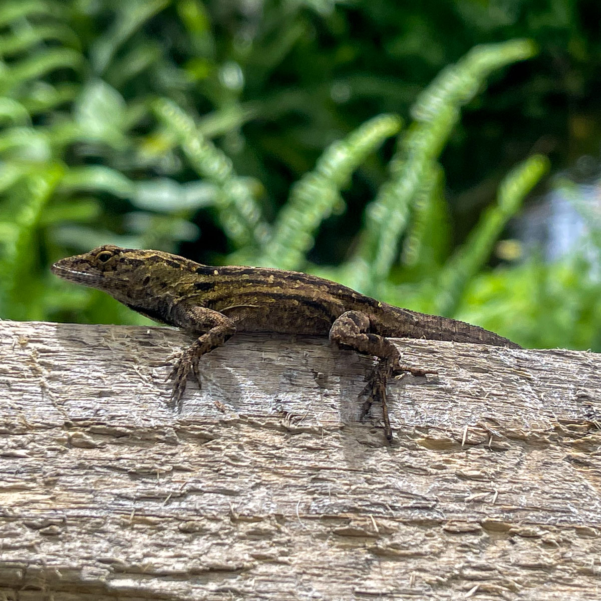 IMG_8814_2024-03 Ocala FL