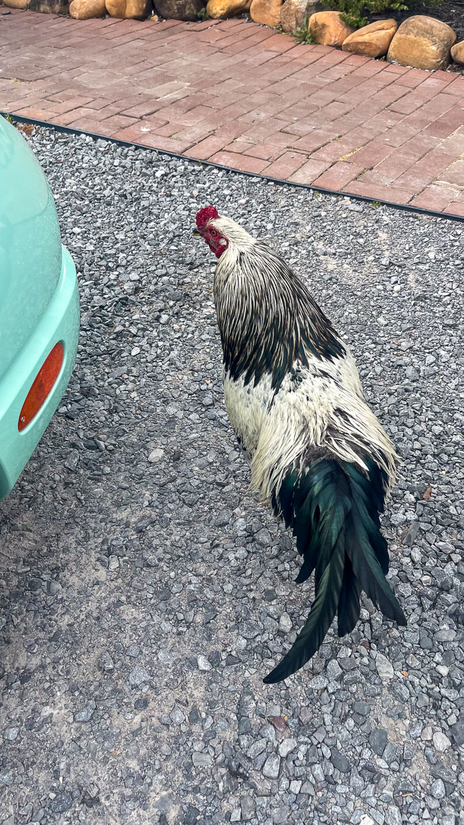 IMG_8851_2024-03 Ocala FL