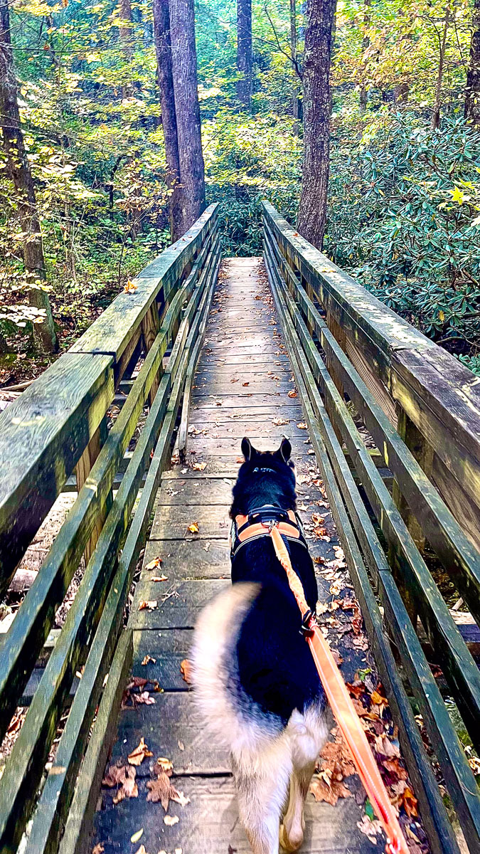 IMG_9476_1_2024-10-01 Ocoee TN